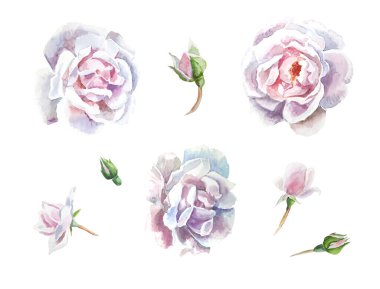 Bir kart, baskı ya da davetiye için güzel suluboya beyaz güller ve tomurcuklar. Pastel çiçekleri elle boyanmış, beyaz arkaplanda izole edilmiş.