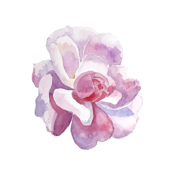 Piękny Akwarelowy Kwiat Izolowany Białym Tle Ręcznie Malowana Różowa Róża — Zdjęcie stockowe