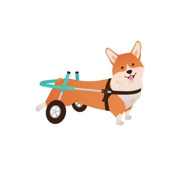 Tekerlekli sandalyedeki köpek çizimi. Beyaz arka planda izole edilmiş engelli hayvan eti corgi 'si. Yaralı hayvan vektörü