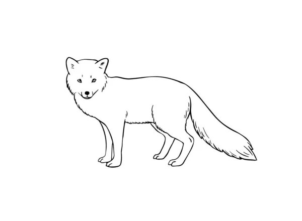 Arctic Fox Hand Drawn Outline Vector Sketch Isolated White Background — Stock Vector
