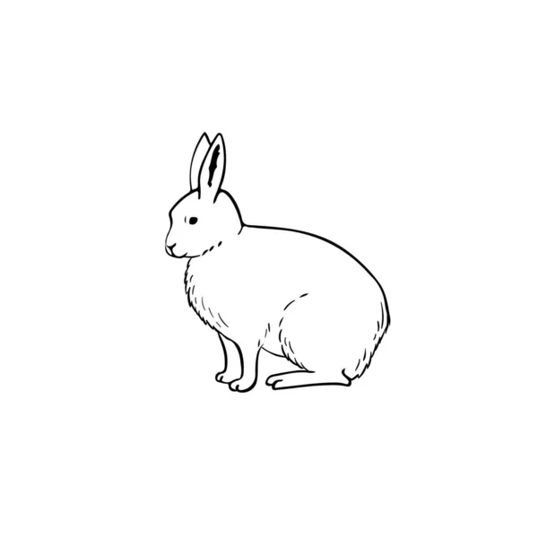 Векторный Рисунок Арктического Зайца Белый Кролик Простая Иллюстрация Изолирована Белом — стоковый вектор