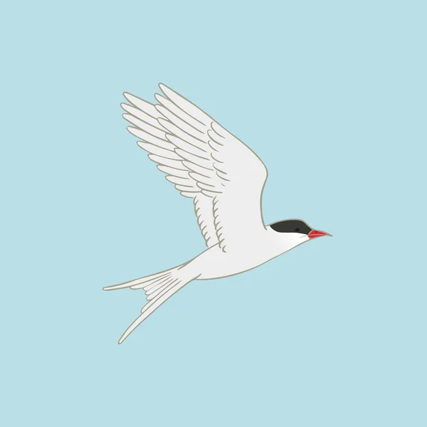 Αρκτική Εικονογράφηση Διάνυσμα Tern Μπλε Φόντο Πετώντας Λευκό Πουλί Κόκκινο — Διανυσματικό Αρχείο