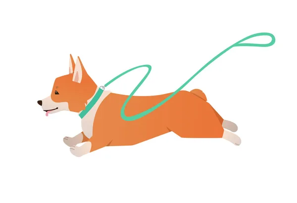 威尔士科尔吉犬用皮带跑 向量可爱的快乐宠物平面插图孤立在白色背景 顽皮的纯种狗逃跑了 — 图库矢量图片