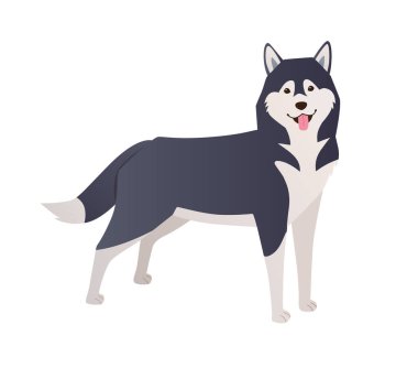 Sibirya Husky şirin köpek vektör karakteri. Beyaz arka planda izole bir şekilde duran komik köpek çizimi. Çalışan kızak köpek cinsi