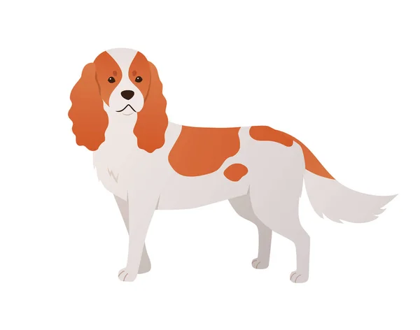 Cavalier King Charles Spaniel Illustration Векторный Мультфильм Симпатичная Собака Плоском — стоковый вектор