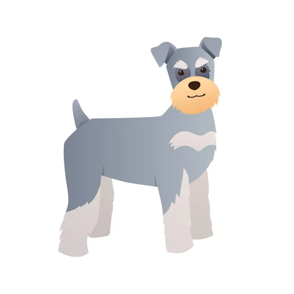 Miniatuur Schnauzer Hondenillustratie Platte Stijl Witte Achtergrond Vector Raszuivere Puppy — Stockvector