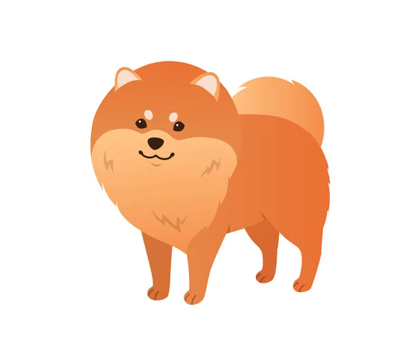 Small Fluffy Pom Cartoon Pomeranian Spitz Dog Vector Illustration White — Stock Vector