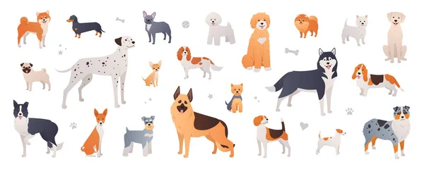 Köpek koleksiyon üretir. Beyaz arka planda düz çizgi film tarzında safkan köpekler. Shiba inu, Dalmaçyalı, Pug, Basenji, Sibirya Husky, Pomeranian, Beagle ve daha fazla hayvan.