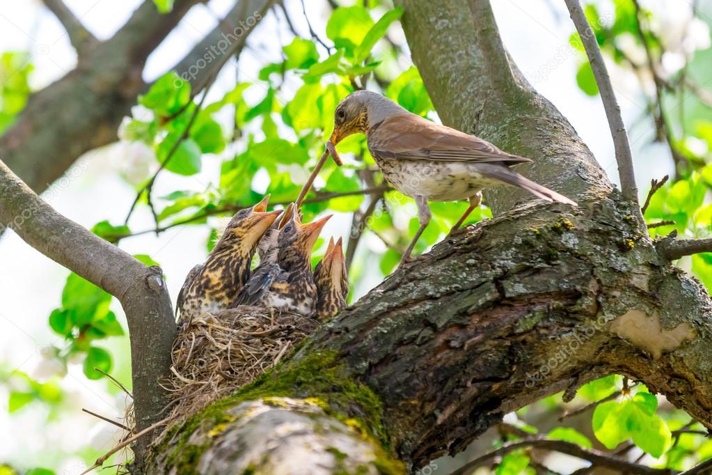 Picture: mother bird feeding babies | Mother bird feeding baby birds in