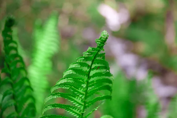 Fresh Green Fern Leafs Close — Stock Photo, Image