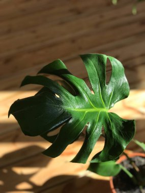 Tahta arka planda ışık saçan canavar yaprağı.