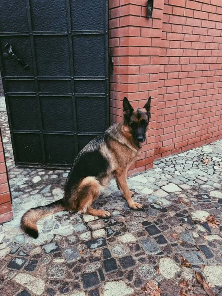 Pastore tedesco a guardia del cancello — Foto Stock