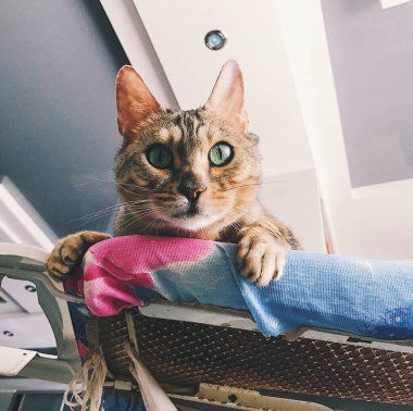 Bengal kedisi ütü masasında yatar ve kameraya bakar.
