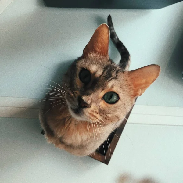 Photo of beautiful bengal cat looking up — Stock Photo, Image