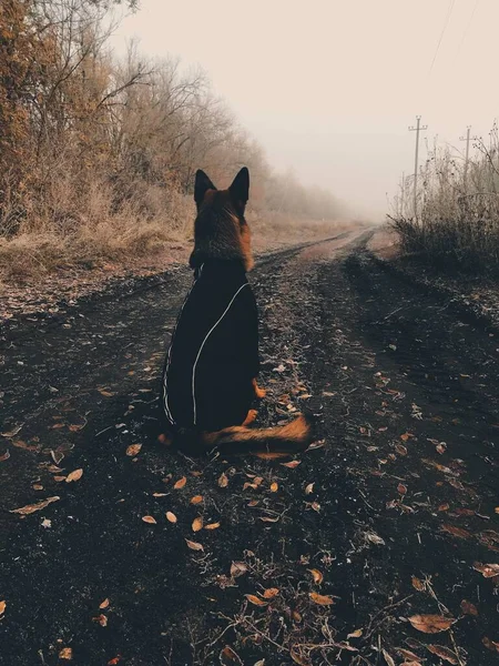 Herdehunden sitter med ryggen mot betraktaren och tittar på vägen — Stockfoto