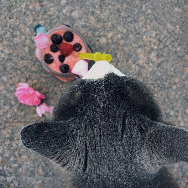 おいしいスムージーを飲む美しい灰色の猫。かわいい写真 — ストック写真