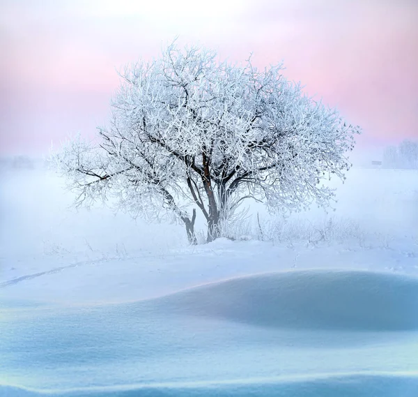 Зимний Мягкий Пейзаж Одиноким Морозным Деревом Утренним Туманом Сельской Местности — стоковое фото