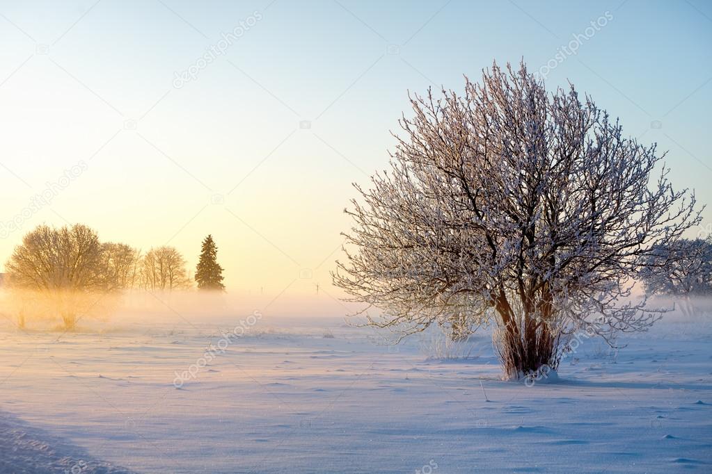 Winter landscape with frosty trees