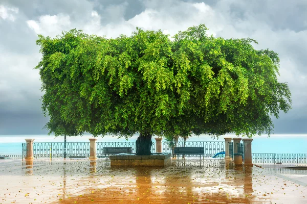 Groene boom aan kade in Sicilië. — Stockfoto