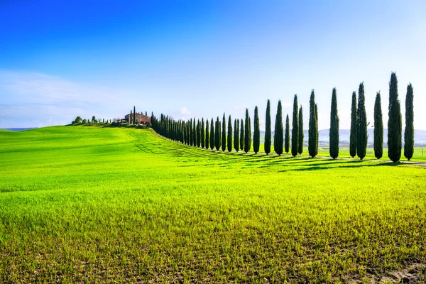 Campo en la provincia de Val d 'Orcia . —  Fotos de Stock