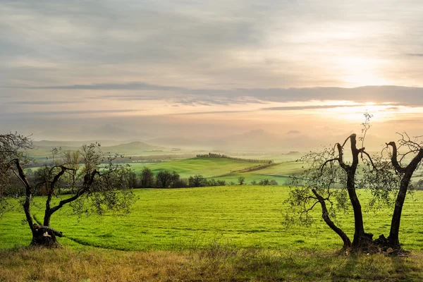 Campo en la provincia de Val d 'Orcia —  Fotos de Stock