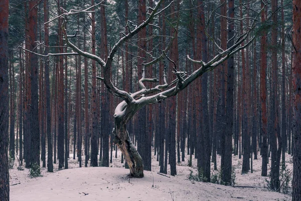 Forêt Hiver Dans Parc Paysager Chojnowski Près Konstancin Jeziorna Masovia — Photo