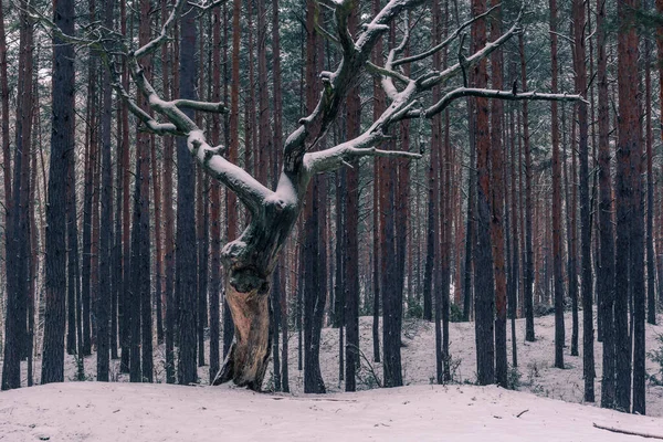 Forêt Hiver Dans Parc Paysager Chojnowski Près Konstancin Jeziorna Masovia — Photo