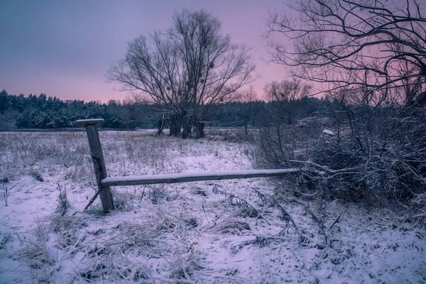波兰Masovia Konstancin Jeziorna附近冬季Chojnowski风景公园的柳树 — 图库照片