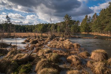 Swamp in the Czarci Dol reserve near Celestynow, Masovian Landscape Park, Poland clipart