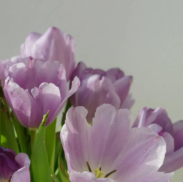 Tulips on White background. Spring inspiration. Happy moments. Summer time.