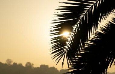Avuç içi yaprakları. Günbatımının arka planında ve açık gökyüzünde tropik palmiye dalları