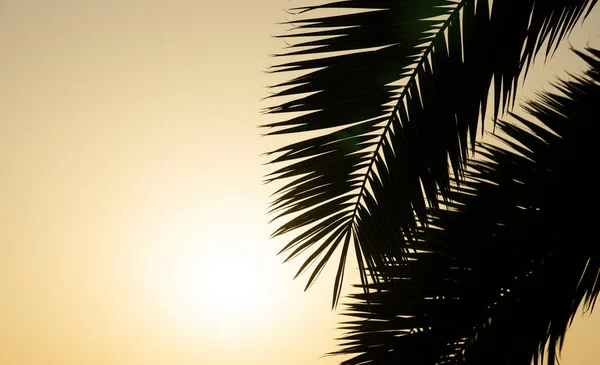 Sfondo Foglie Palma Ramo Palma Tropicale Sullo Sfondo Del Tramonto — Foto Stock