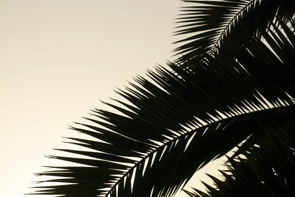 Palmbladeren Achtergrond Tropische Palmtak Tegen Achtergrond Van Zonsondergang Heldere Lucht — Stockfoto