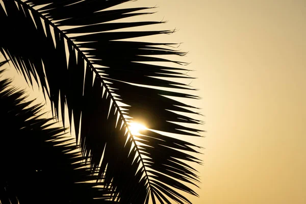 Palmblad Bakgrund Tropisk Palm Gren Mot Bakgrund Solnedgången Och Klar — Stockfoto