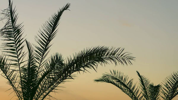 Palmblad Bakgrund Tropisk Palm Gren Mot Bakgrund Solnedgången Och Klar — Stockfoto