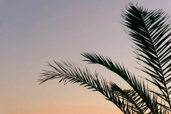 Palmblad Bakgrund Tropisk Palm Gren Mot Bakgrund Solnedgången Och Klar — Stockfoto