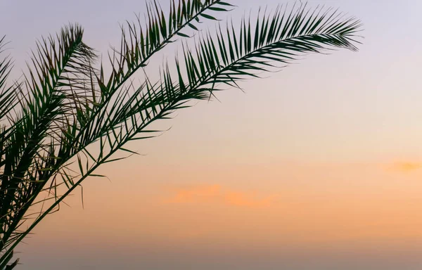 Palmblad Bakgrund Tropisk Palm Gren Mot Bakgrund Solnedgången Och Klar — Stockfoto