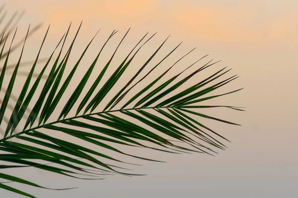 Palmblad Bakgrund Tropisk Palm Gren Mot Bakgrund Solnedgången Och Klar — Stockfoto