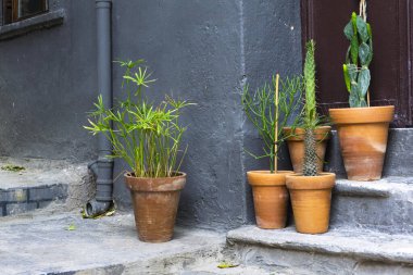 Kaktüs, bitki ve sulu çömlekler kapının önünde..