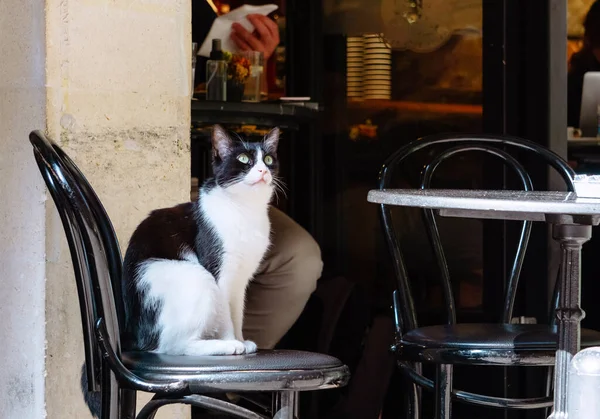 Gato Rua Istambul Descansar Relaxar Gatos Nas Ruas Istambul — Fotografia de Stock