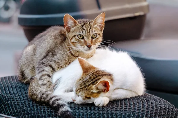 伊斯坦布尔的街头猫伊斯坦布尔街头的猫儿们很不舒服 也很放松 — 图库照片