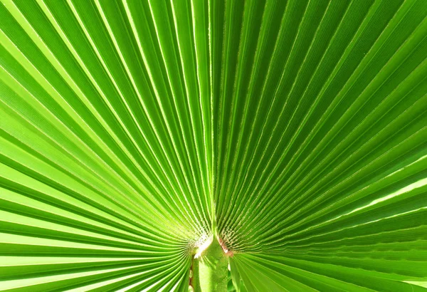 绿色棕榈叶在阳光下的纹理和花纹 棕榈叶近背景 — 图库照片