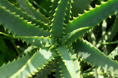 Aloe sulu kaktüs. Yukarıdan Aloe deseni