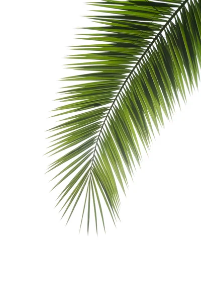 Пальмовый Лист Изолирован Тропическая Пальмовая Ветвь Белом Пустом Фоне — стоковое фото