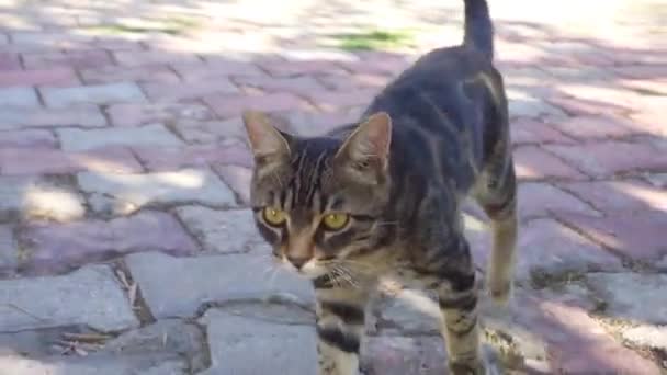 Uliczny kot spaceruje po podwórku. Chodzące zwierzęta — Wideo stockowe