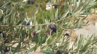 Güneşin altında zeytin dalı. Olgun siyah zeytinlerle yetişen zeytin ağacı