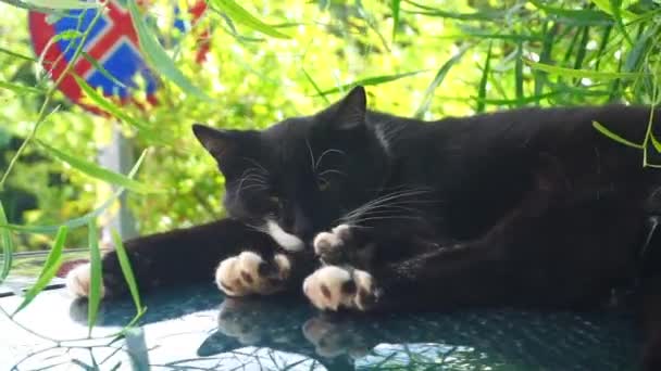 거리의 고양이는 나무 그늘 아래서 태양 아래서 쉬고 있습니다. 잠자고 쉬는 애완 동물 — 비디오