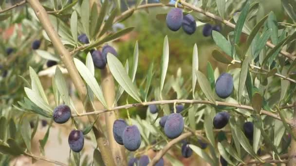 Rama de Olivos bajo el sol. Olivo con aceitunas negras maduras — Vídeo de stock