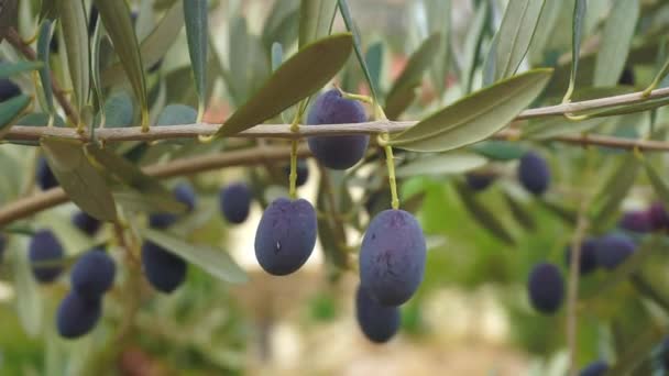 Güneşin altında zeytin dalı. Olgun siyah zeytinlerle yetişen zeytin ağacı — Stok video