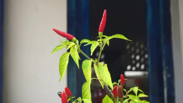 Jonge hete chili pepers groeien in een pot op een raam. Groenten en fruit verbouwen op een eigen boerderij — Stockvideo
